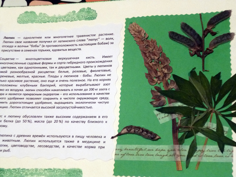 Гербарий - наша с дочкой работа.