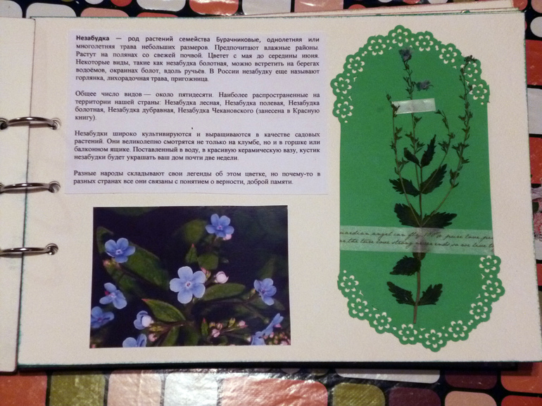 Гербарий - наша с дочкой работа.