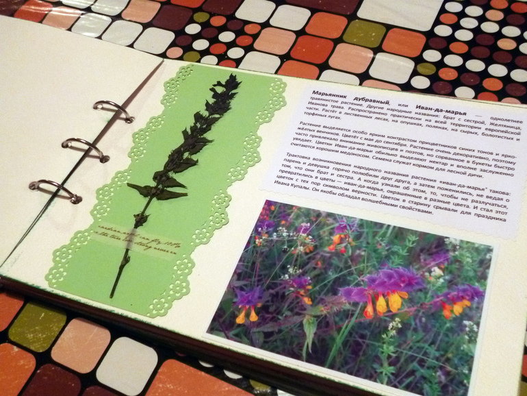 Гербарий - наша с дочкой работа.