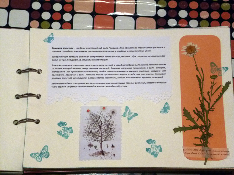 Гербарий - наша с дочкой работа.