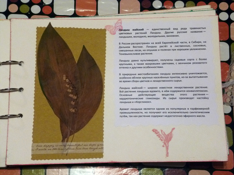 Гербарий - наша с дочкой работа.