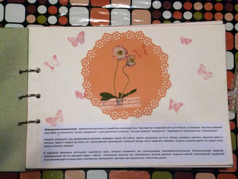 Гербарий - наша с дочкой работа.