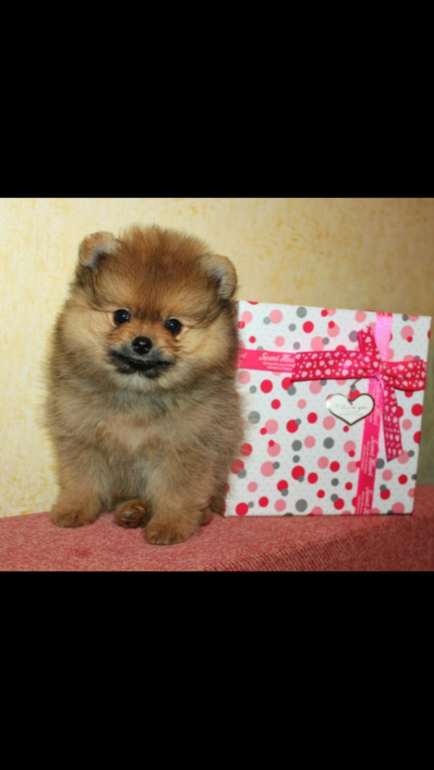 Очень хочу шпица/померанца/тип медвежий/игрушечный