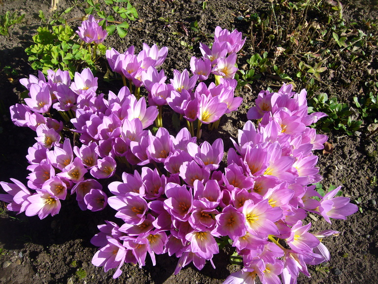 Красота и нежность.