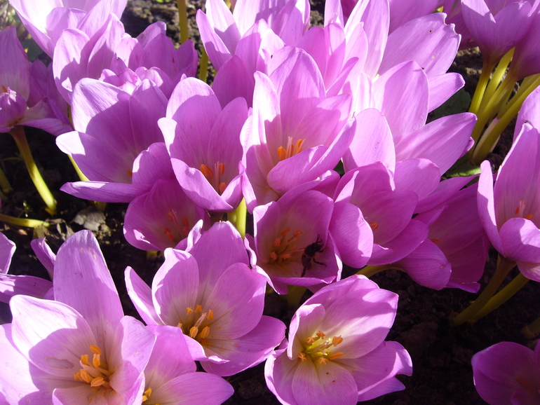 Красота и нежность.