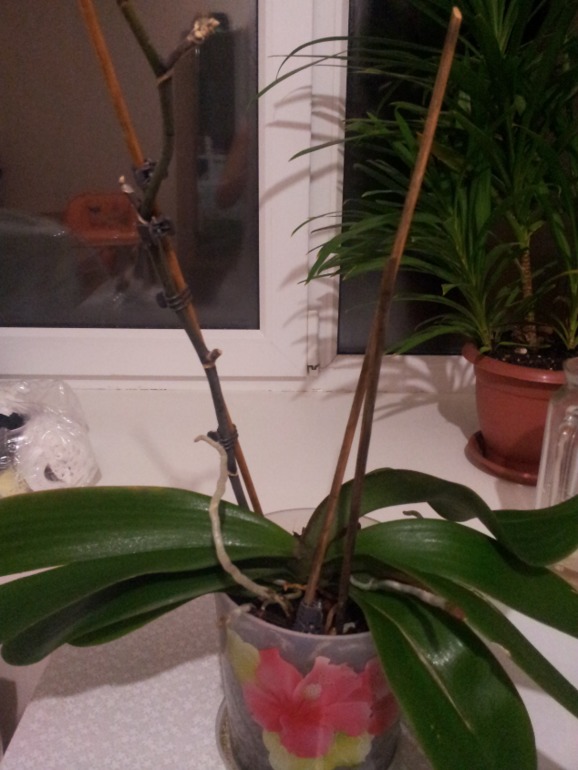 помогите!!! нужна ваша помощь!!!