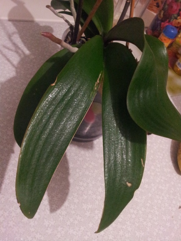 помогите!!! нужен ваш совет!!!