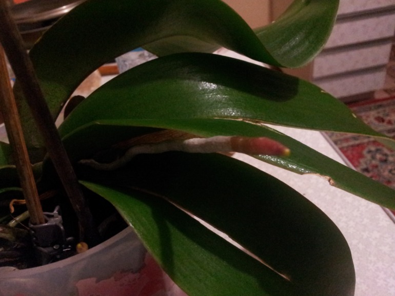 помогите!!! нужен ваш совет!!!