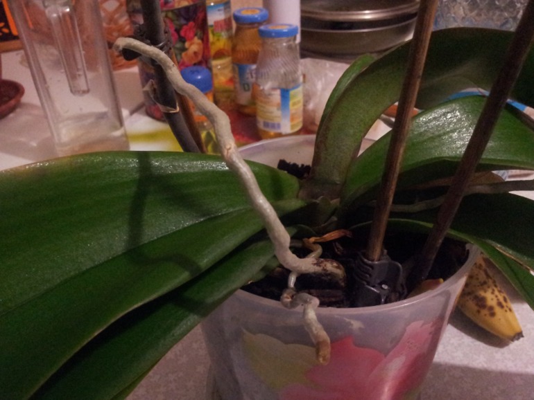 помогите!!! нужна ваша помощь!!!