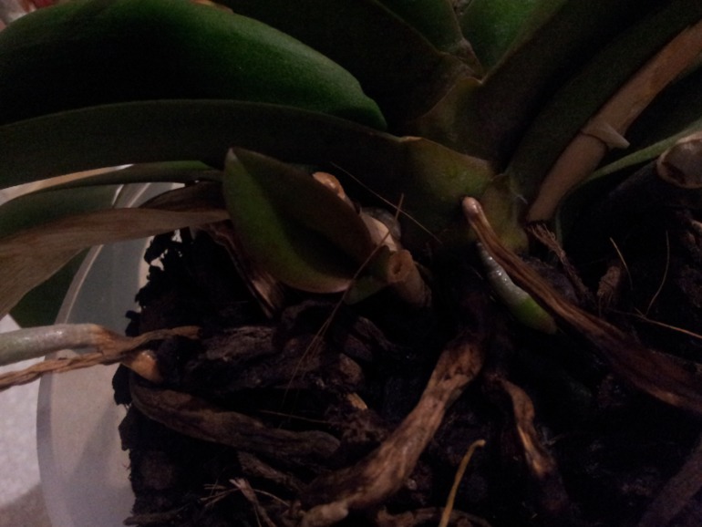 помогите!!! нужен ваш совет!!!