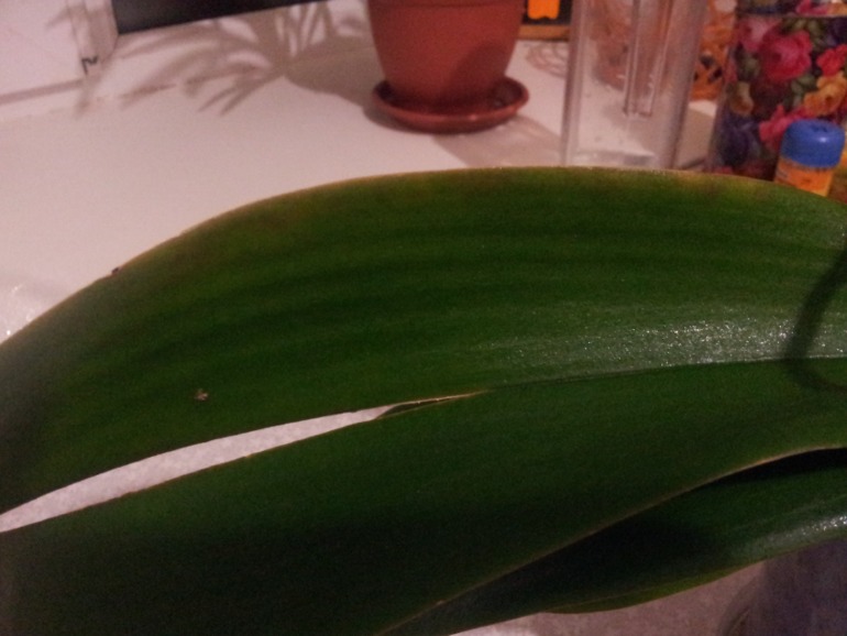 помогите!!! нужен ваш совет!!!