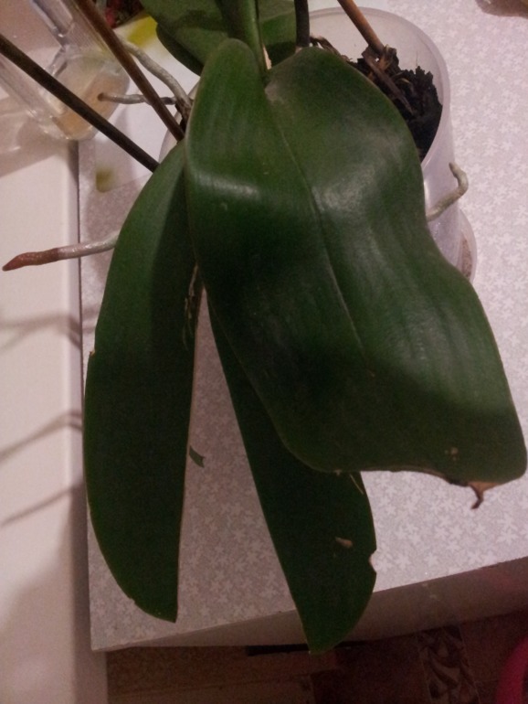 помогите!!! нужна ваша помощь!!!