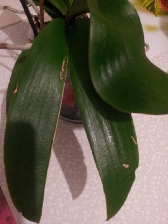 помогите!!! нужен ваш совет!!!