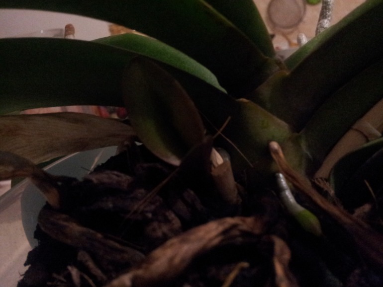 помогите!!! нужен ваш совет!!!