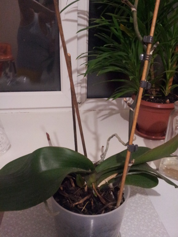 помогите!!! нужен ваш совет!!!