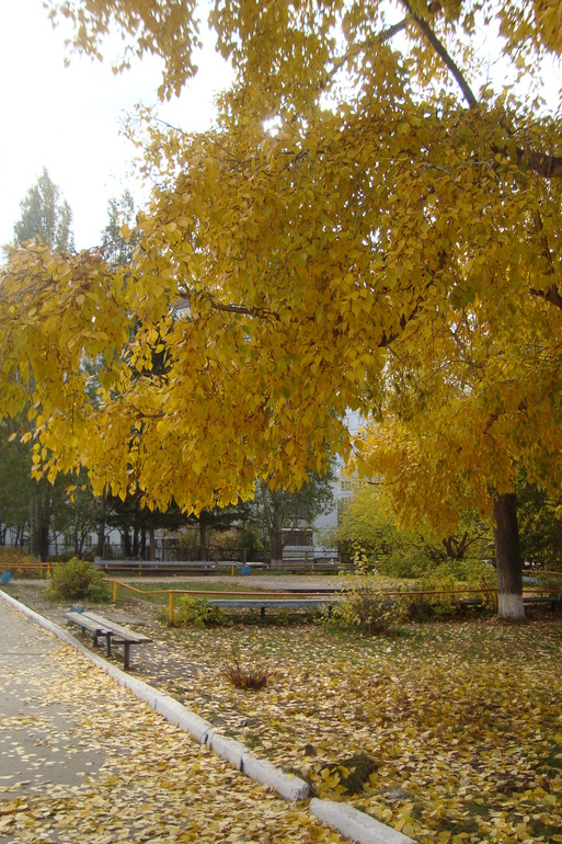 Сибирская осень )