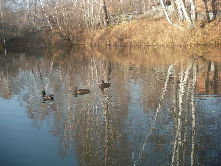 Сибирская осень )