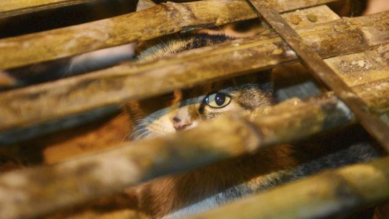 Москвички, поддержите Создание службы по спасению бездомных кошек