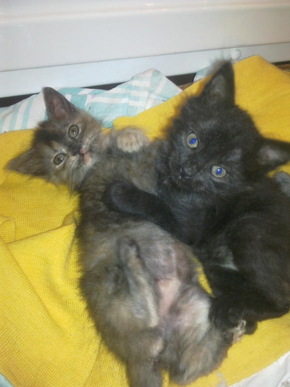 Ласковые сироты -котята ищут дом.