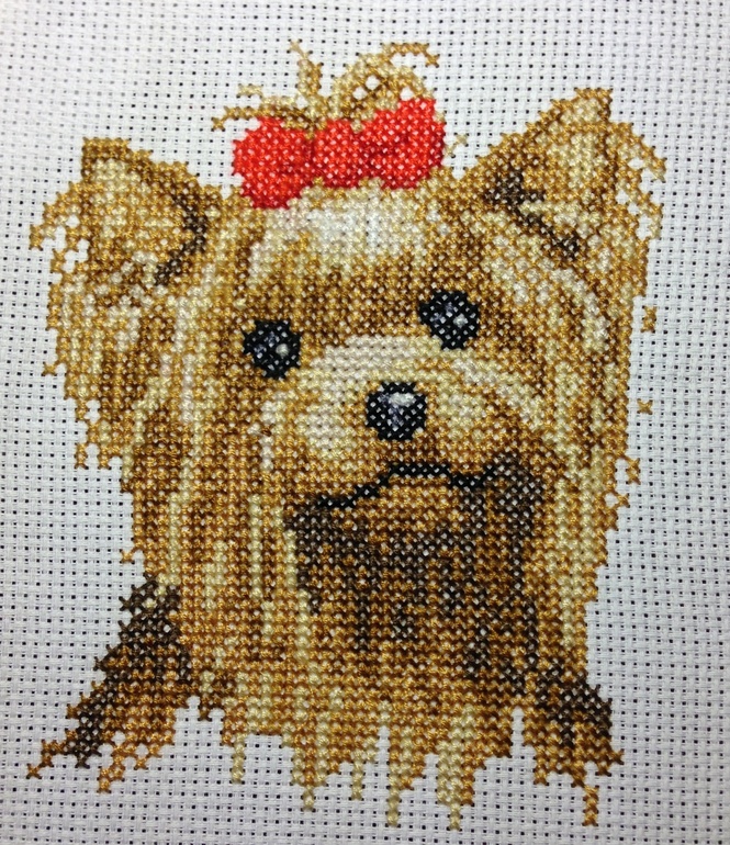 Йокширский терьер)