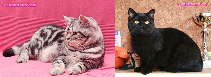 Родились котята