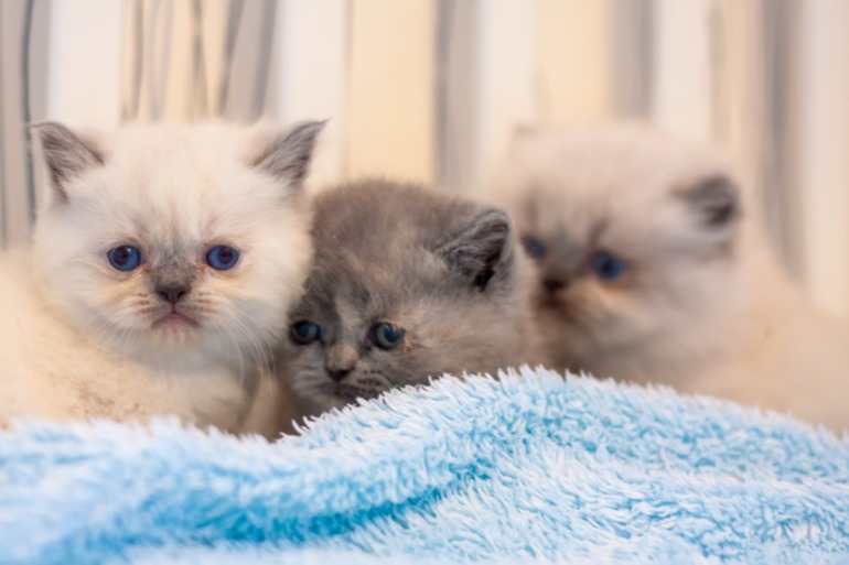 Британские котята редкого окраса лилак-поинт
