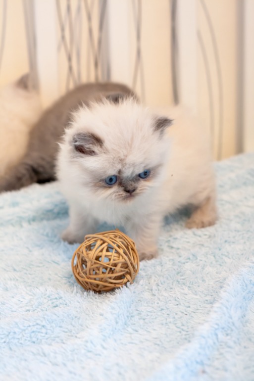 Британские котята редкого окраса лилак-поинт