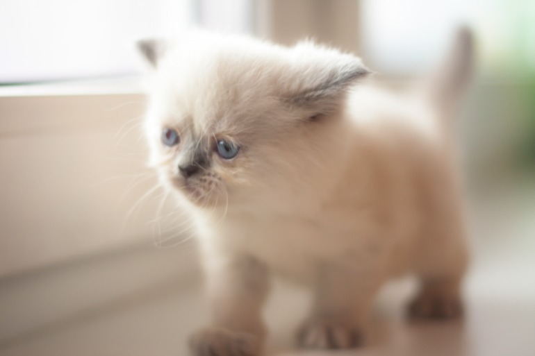 Британские котята редкого окраса лилак-поинт