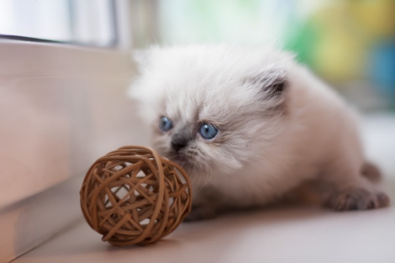 Британские котята редкого окраса лилак-поинт