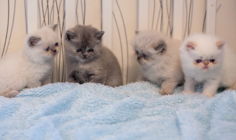 Британские котята редкого окраса лилак-поинт