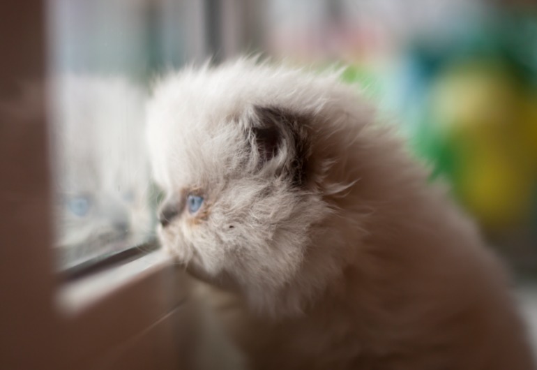 Британские котята редкого окраса лилак-поинт