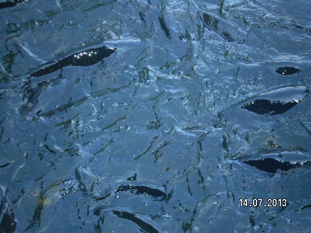 Всей семьёй поехали в зоопарк