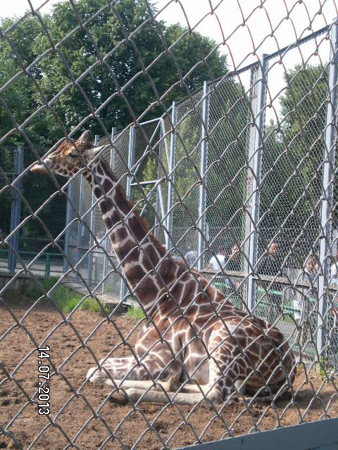 Всей семьёй поехали в зоопарк