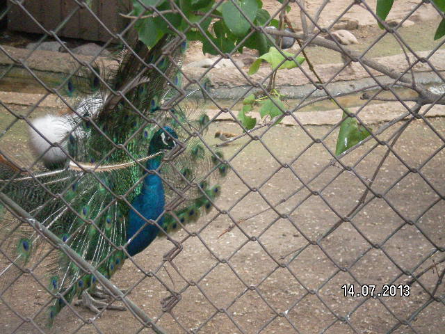 Всей семьёй поехали в зоопарк