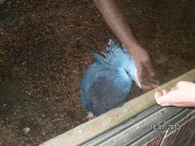 Всей семьёй поехали в зоопарк