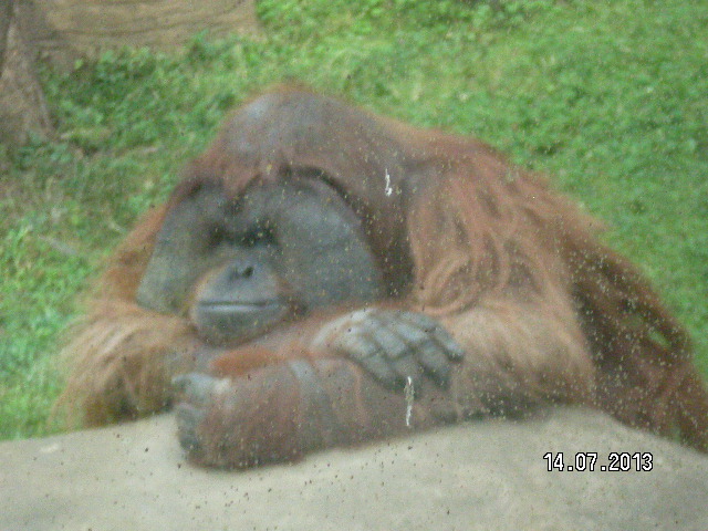 Всей семьёй поехали в зоопарк