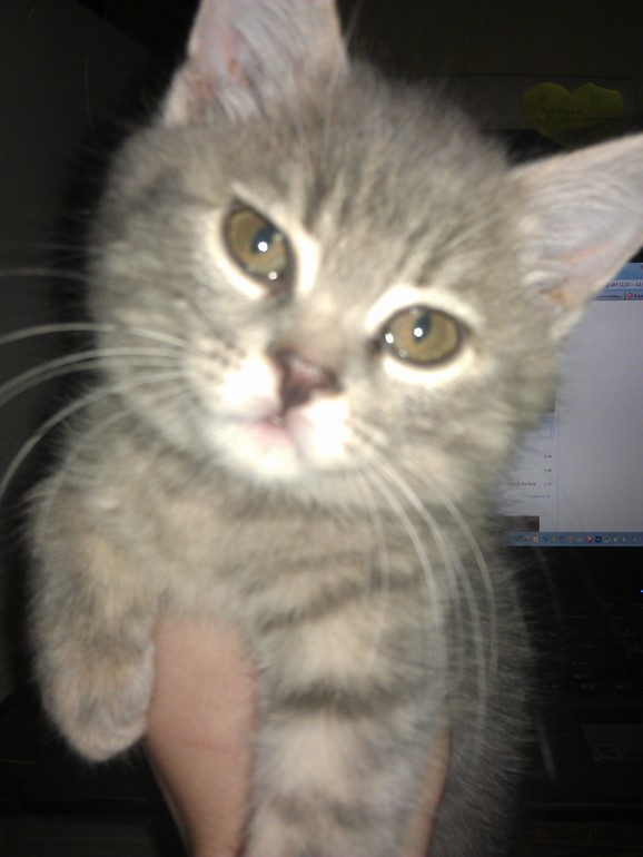 Проголосуйте а наш нос, пожалуйста!