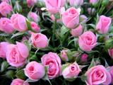 25bee1dcace2ab52d4d37afe383b215b.jpg