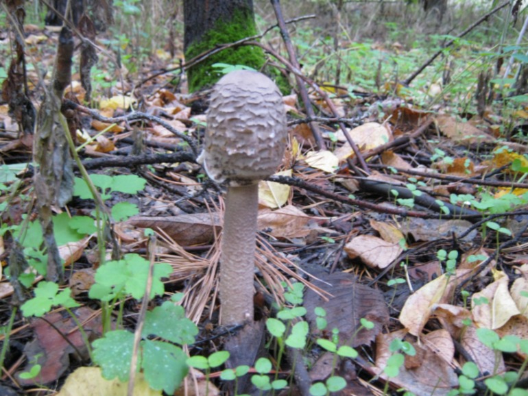 Фото охота на грибы