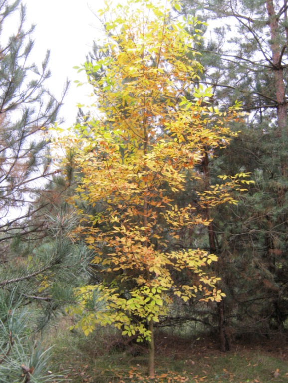 Фото охота на грибы