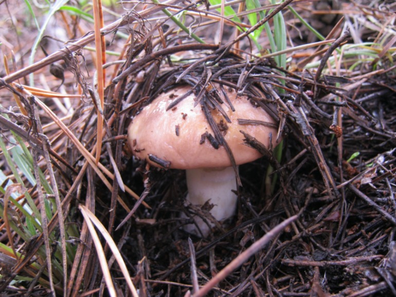 Фото охота на грибы