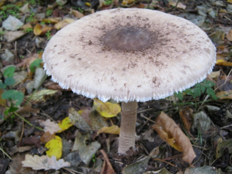 Фото охота на грибы