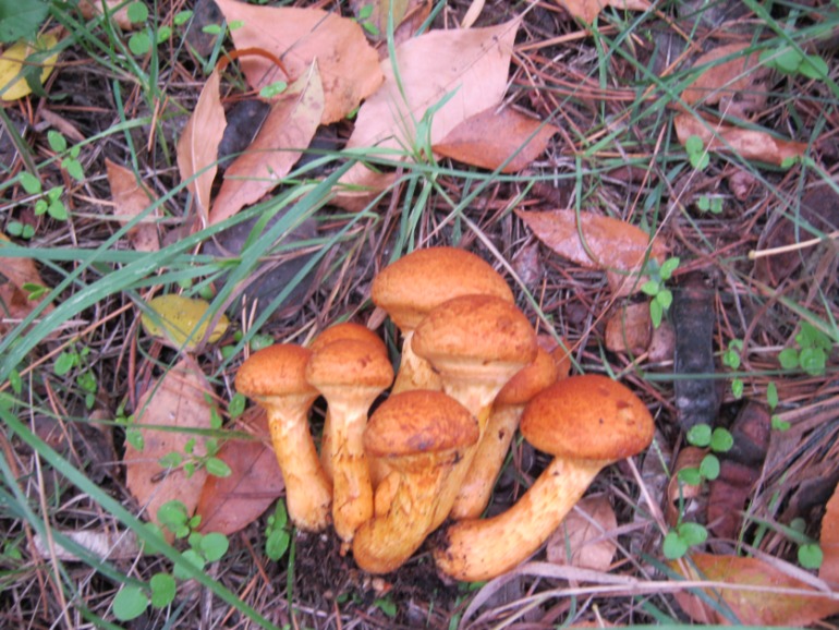 Фото охота на грибы