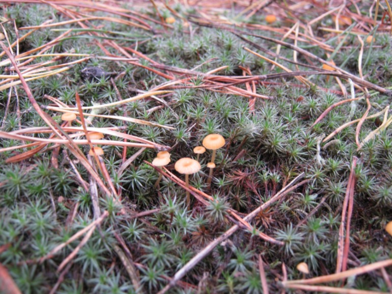 Фото охота на грибы