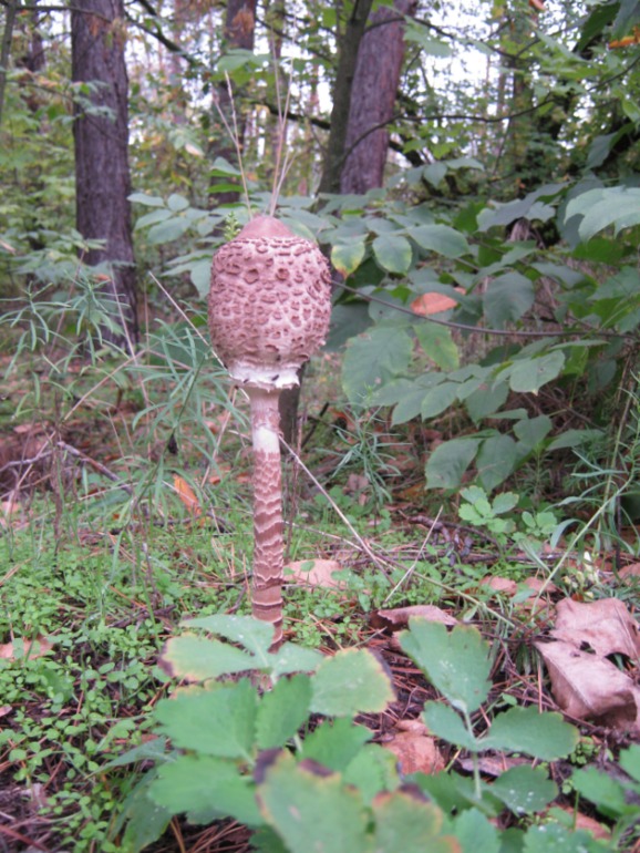 Фото охота на грибы