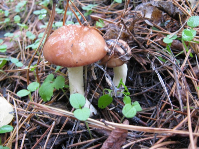 Фото охота на грибы