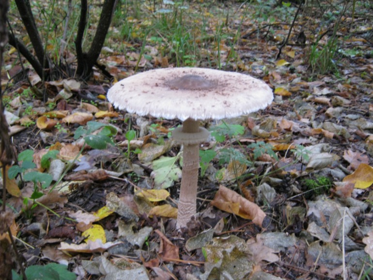 Фото охота на грибы