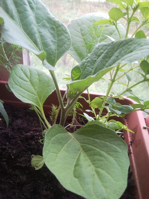 баклажан из растишки