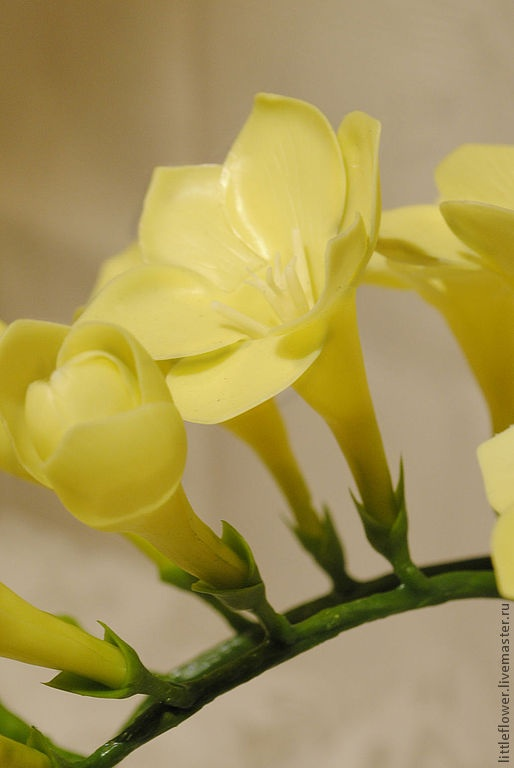 Второй цветочек Фрезия