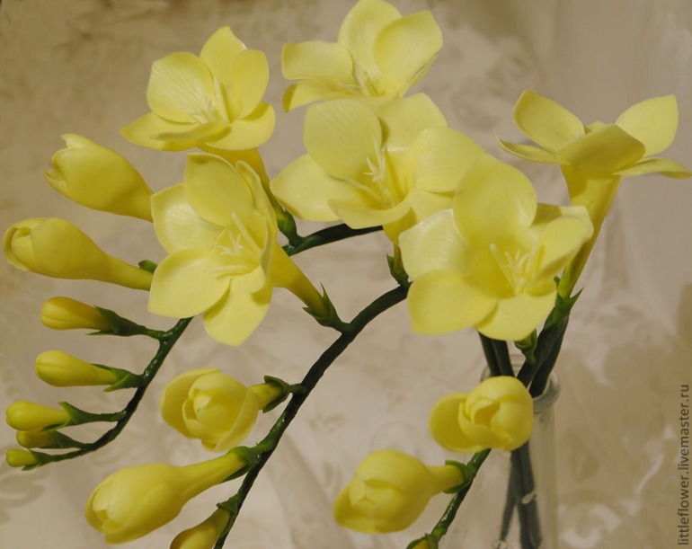 Второй цветочек Фрезия